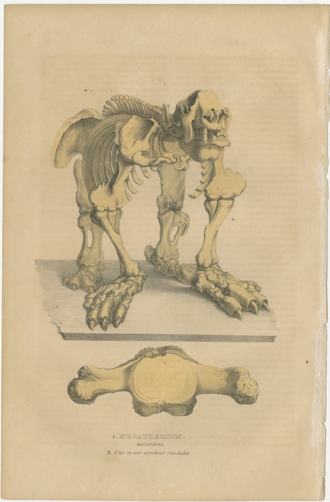 Original Engraving of The Skeletal Giant: Megatherium Anatomy, 1845, view 2