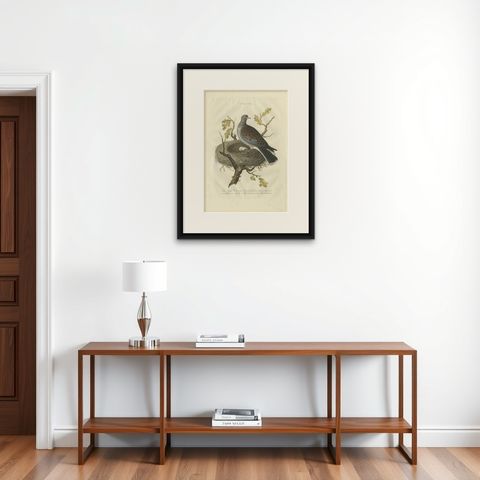 European Turtle Dove with Nest, Antique Bird Engraving, Nozeman & Sepp 1770, shown framed on a wall