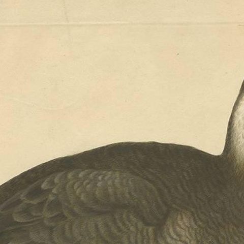 Antique Print of a Duck by J.C. Bock, circa 1800, close-up 1