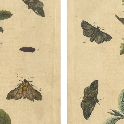 English Moths & Caterpillars, Buff-tip, Winter Moth & Allies, Albin 1720, close-up 1