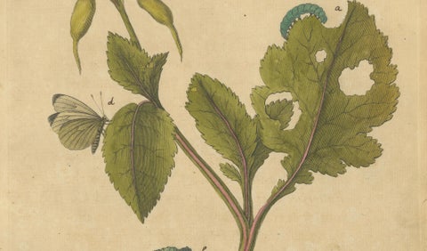 Butterfly Life Cycle on Flowering Plant, Albin Hand-Colored Engraving, ca.1720, close-up 1