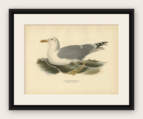 Antique Bird Print of the European Herring Gull 'Summer' by Von Wright, 1929, shown framed