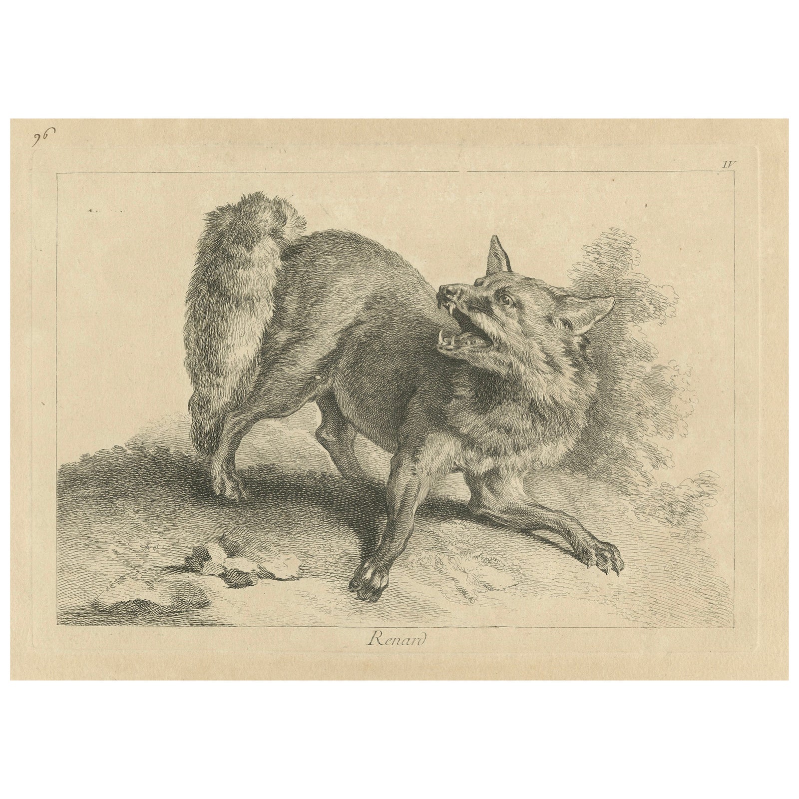 Renard, The Red Fox: An Original Detailed Etching - circa 1740