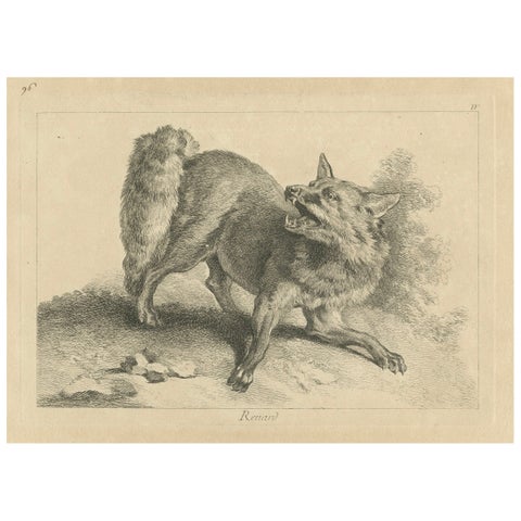 Renard, The Red Fox: An Original Detailed Etching - circa 1740