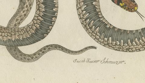 Two Snakes with Bold Head Markings, Antique Bertuch Print, Vienna, circa 1805, close-up 2