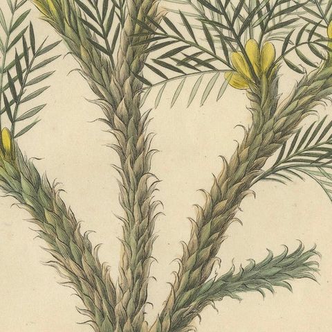 Antique Botanical Print of Astragalus Verus, Copper Engraving, c.1831, close-up 5