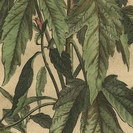 Botanical Illustration of Sesame Plant (Sesamum indicum) - Munting’s 1696 Herbal, close-up 6