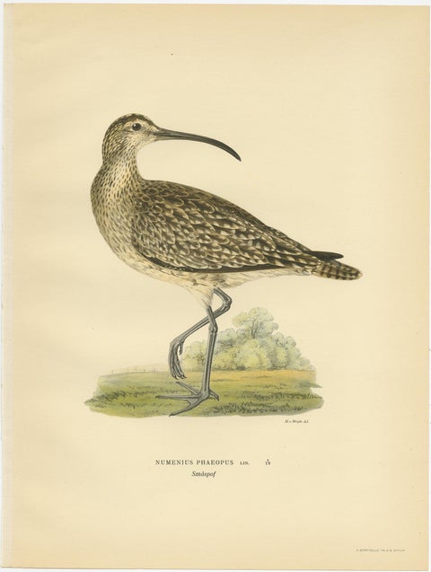 Antique Bird Print of the Eurasian Whimbrel by Von Wright, '1929', view 3