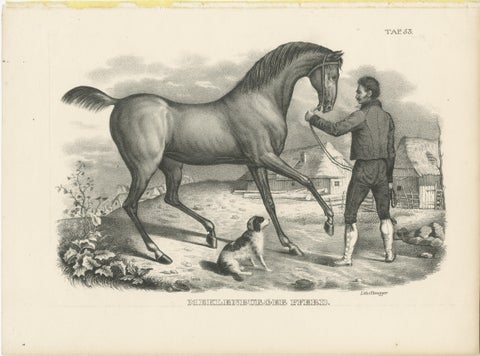 Original Antique Print of a Mecklenburger Horse, view 2