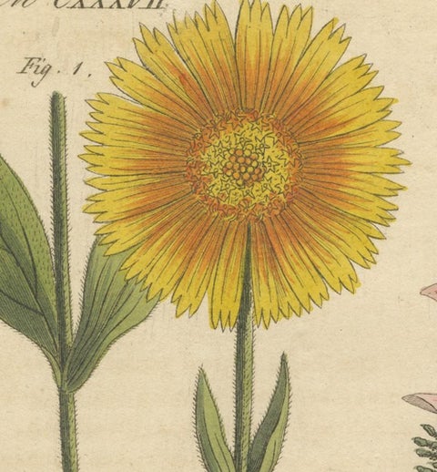 Antique Botanical Engraving, Yellow Flower & Pink Bladder Senna, Pflanzen CXXXV, view 2