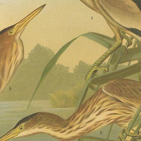 Antique Bird Print of the Little Bittern by Naumann, circa 1895, close-up 2