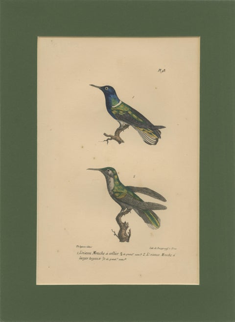 Antique Hand-Coloured Hummingbird Engraving with Gold Highlights, c.1835, view 2