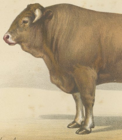 Garonnais Bull, French Cattle Breed, Antique Chromolithograph by Borie, 1863, close-up 2