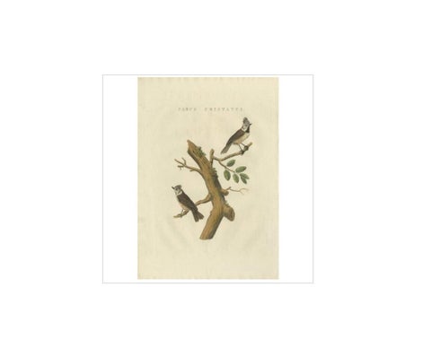 Antique Bird Print of the European Crested Tit by Sepp & Nozeman, 1829, view 2