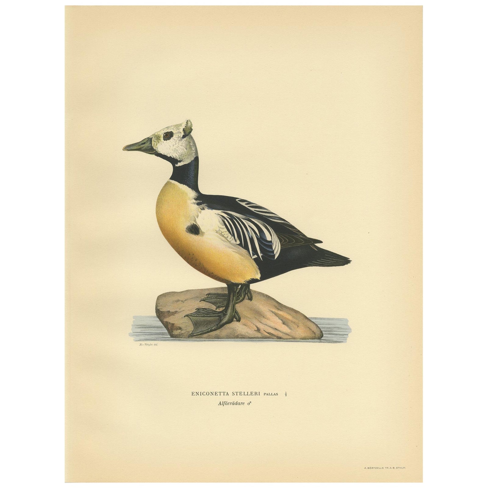 Antique Bird Print of the Steller's Eider by Von Wright, 1929