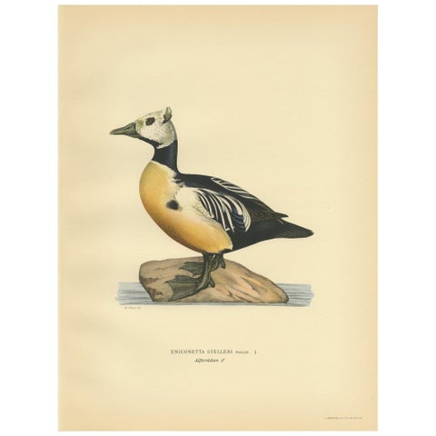 Antique Bird Print of the Steller's Eider by Von Wright, 1929