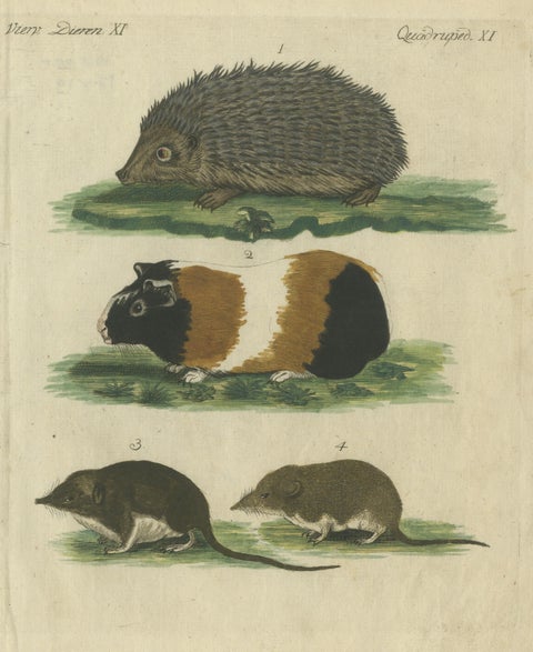 Hand Colored Antique Print of a Hedgehog, Guinea Pig and Two Mice, view 3