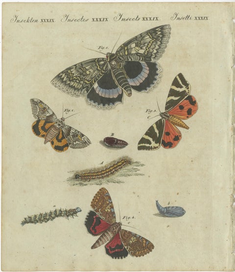 Vivid Lepidoptera: Hand-Colored 18th-Century Butterfly and Moth Studies, view 2