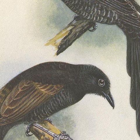 Antique Print of the Long-Tailed Bird of Paradise & the Rothschild's Longtail, close-up 2
