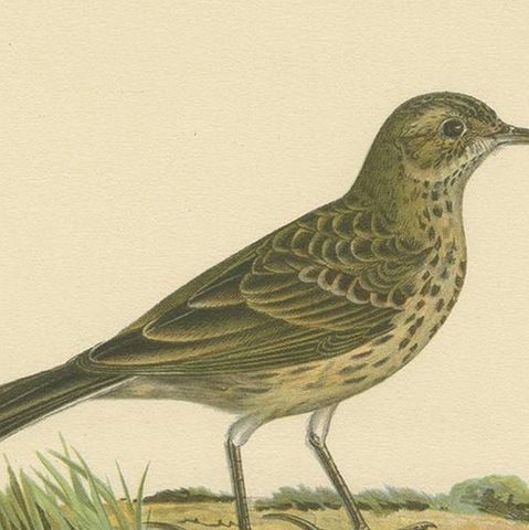 Antique Bird Print of the Meadow Pipit by Von Wright, 1927, close-up 1