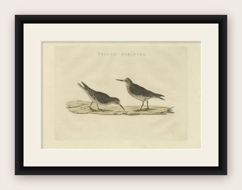 Antique Bird Print of The Purple Sandpiper by Sepp & Nozeman, 1829, shown framed