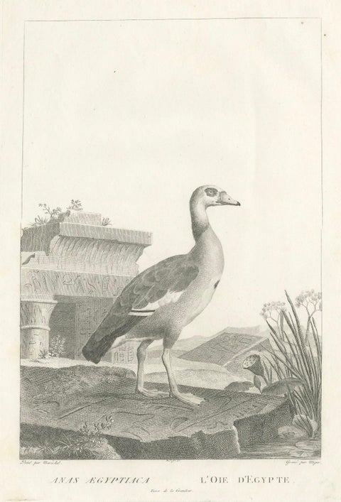 Engraving of Egyptian Goose by Nicolas Maréchal and S.C. Miger, 1808, close-up 4