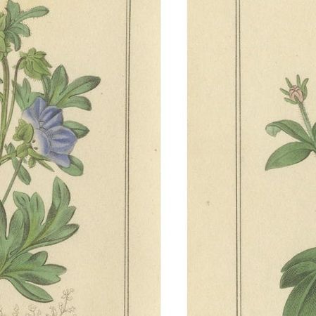 Pair of Botanical Engravings from The Botanic Garden by B. Maund, London c.1836, close-up 1