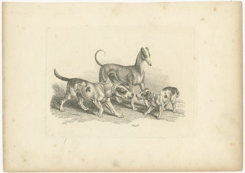 Three Dogs, Antique Etching by Samuel Howitt from Miscellaneous Etchings, 1812, view 2