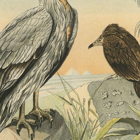 Egyptian Vultures, Antique Bird Print, Ornithology Illustration, 19th Century, close-up 5