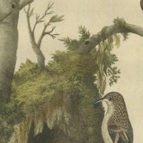 Antique Bird Print of the Certhia by Sepp & Nozeman, 1770, close-up 1