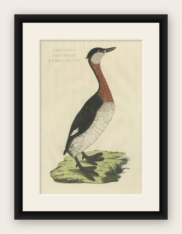 Antique Bird Print of the Red-Necked Grebe by Sepp & Nozeman, 1829, shown framed