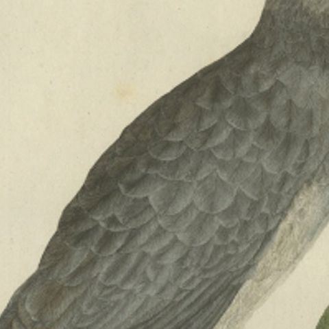 Antique Bird Print of the Hen Harrier by Sepp & Nozeman, 1809, close-up 1