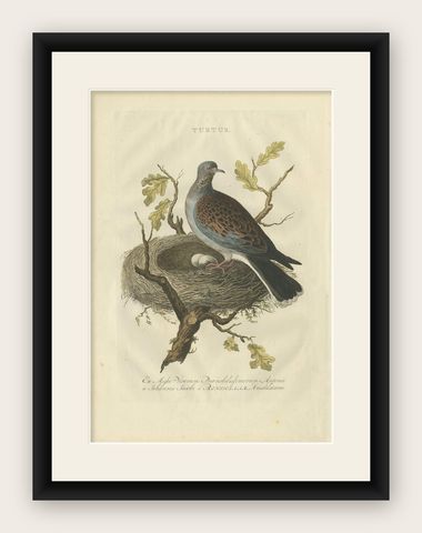 European Turtle Dove with Nest, Antique Bird Engraving, Nozeman & Sepp 1770, shown framed