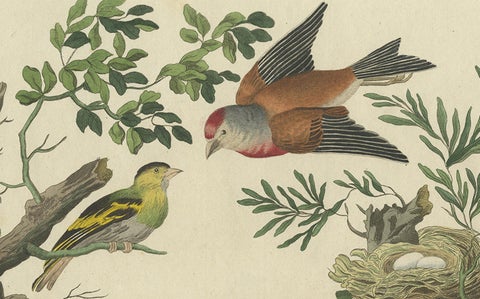 Rare Dutch Bird Print, Hoopoe, Bullfinch, Linnet and Quail, ca. 1770–1829, close-up 5