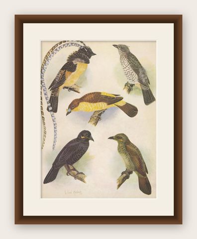 Antique Print of the Enameled Bird, Shield-Bill & Loria's Bird, 1950, shown framed