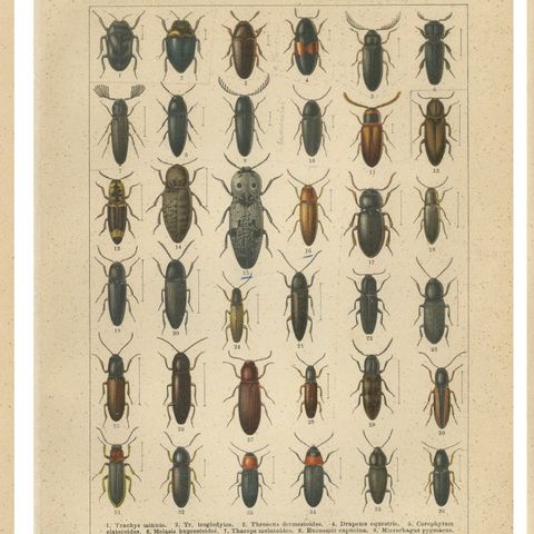 Antique Beetle Chromolithographs, European Coleoptera Plates, Calwer 1893, close-up 1