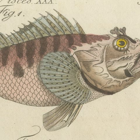 Lionfish, Chimaera, Scorpionfish and Boxfish, Antique Bertuch Print, circa 1805, close-up 5