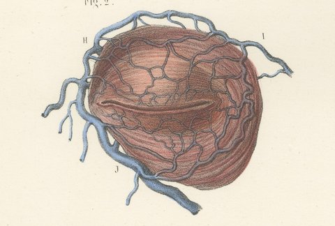 Vessels of the Eyelids and Orbit, Antique Hirschfeld Anatomy Print, 1866, view 6
