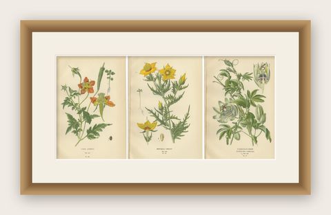 Antique Botanical Prints: Loasa Lateritia, Mentzelia Lindleyi & Passion-Flower, shown framed