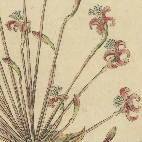 Brunsvigia Candelabra Lily Flower Head, Antique Bertuch Print, circa 1815, close-up 6