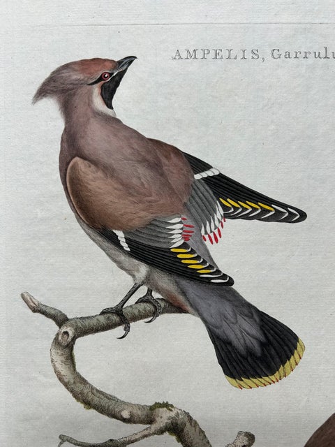 Bohemian Waxwing, Ampelis Garrulus from Nederlandsche Vogelen, 1797, view 5