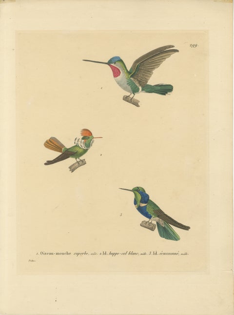 Ornithological Illustration of Hummingbirds by N.Huet and J.G.Prêtre, 1838, view 2
