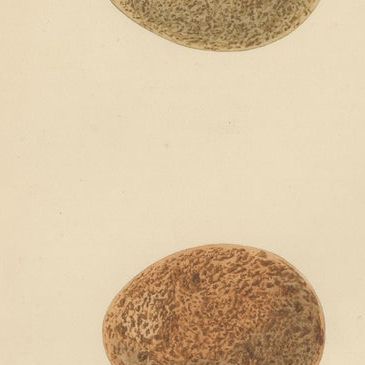 Set of 3 Antique Bird Prints of Two Falcons and Their Eggs, circa 1860, close-up 1