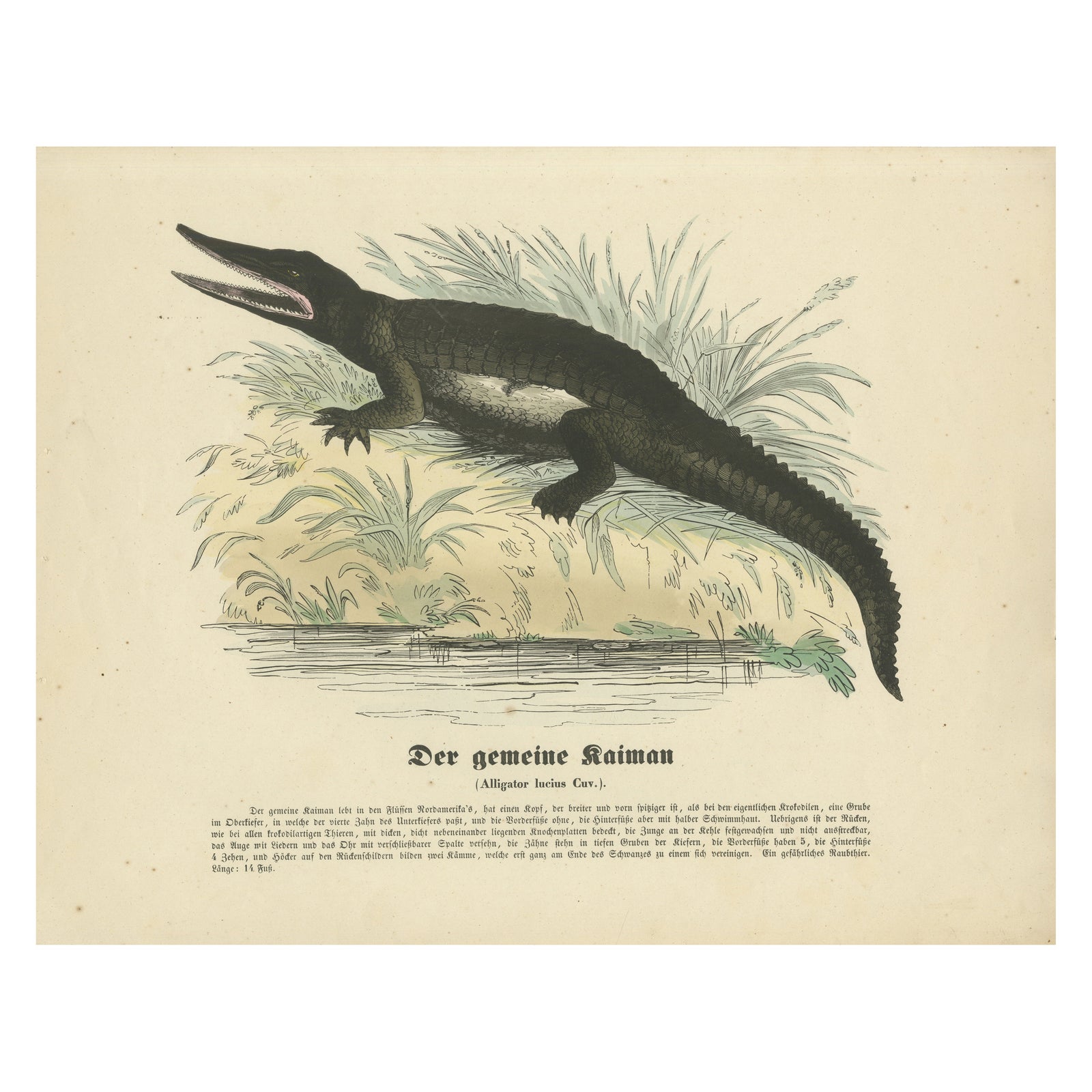 Der gemeine Kaiman (Common Caiman) - Hand-Colored Zoological Print, Circa 1840