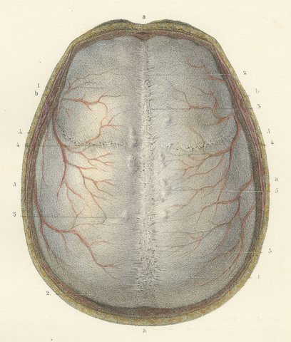 The Dura Mater of the Brain, Antique Hirschfeld Anatomy Print, 1866, view 3