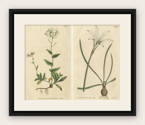 Set of 2 Antique Botany Prints, Alpine Wall-Cress, Atamasco Lily, shown framed