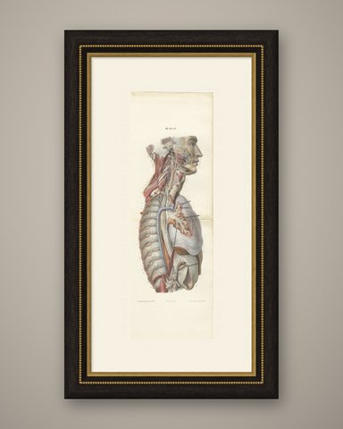 Sympathetic Chain and Vagus in the Thorax, Hirschfeld Double Folding Plate, 1866, shown framed