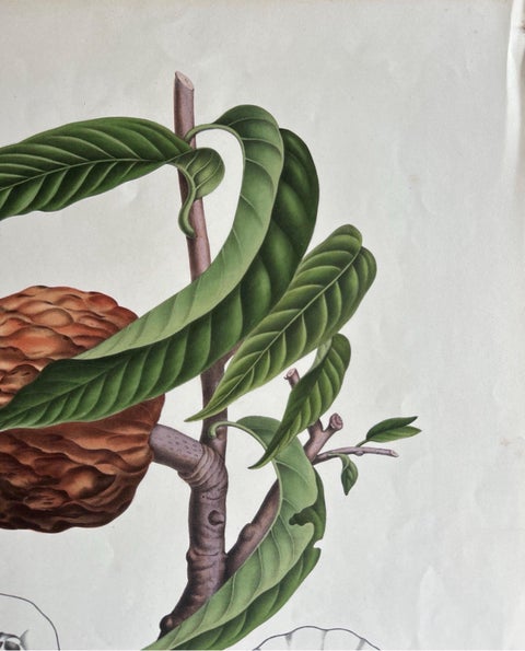 Annona Reticulata, Custard Apple Botanical Lithograph c.1864, view 6