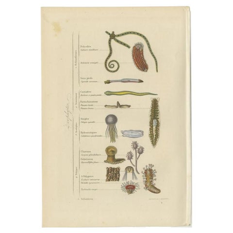 Interesting and Decorative Antique Print of Various Zoophytes, 1854, view 2