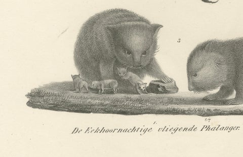 Rare 19th-Century Lithograph of Exotic Marsupials: Koala, Wombat & Phalanger, close-up 2